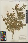 Foto von Salix purpurea subsp. amplexicaulis (Bory) C. K. Schneid.